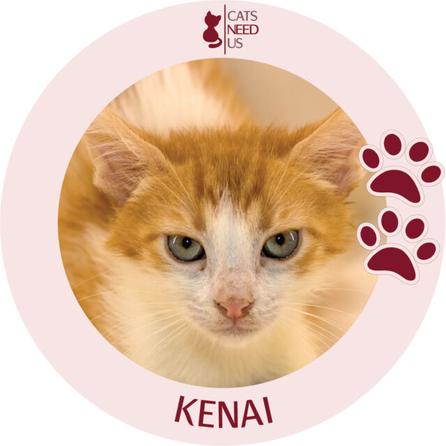 Kenai-CAT