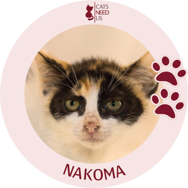 Nakoma-CAT