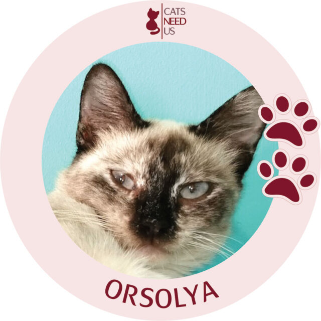 Orsolya-CAT