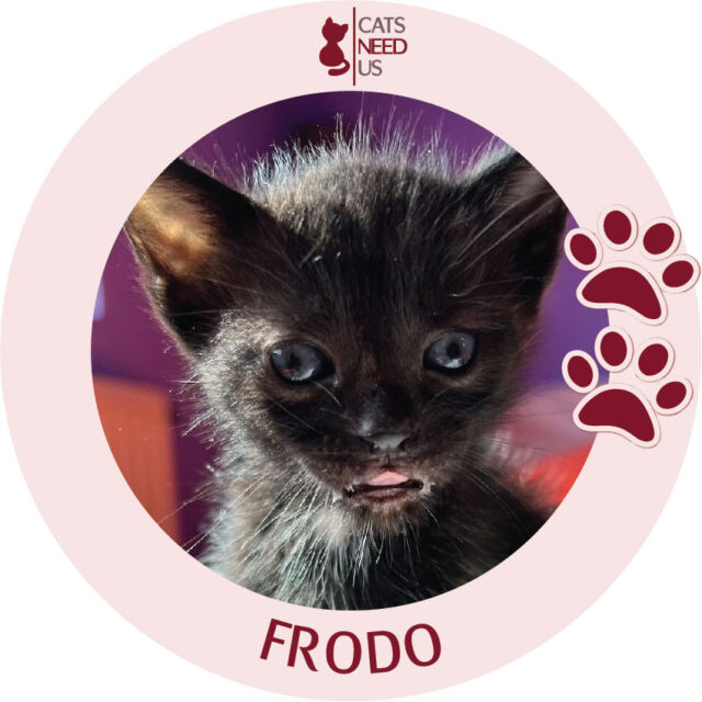 Frodo profile