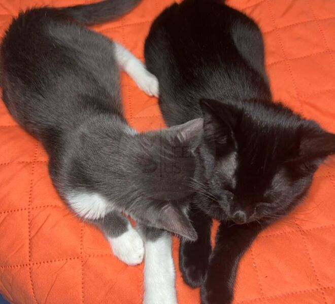Kimon-and-Neya2-1