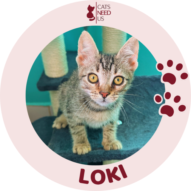 LOKI PROFILE