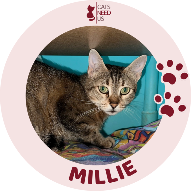 MILLIE PROFILE