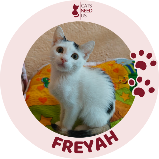 Freyah
