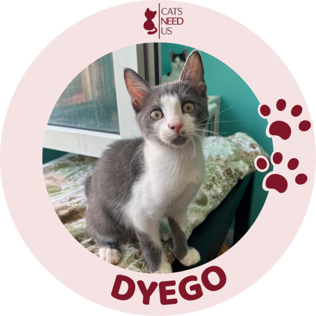 dyego