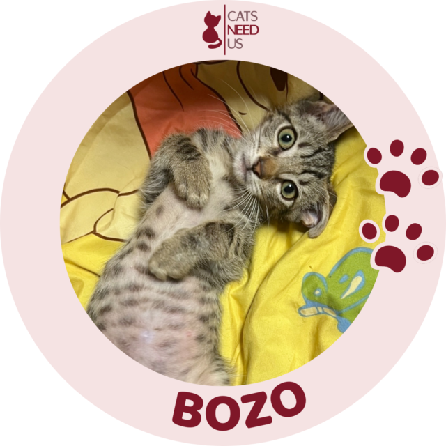 BOZO