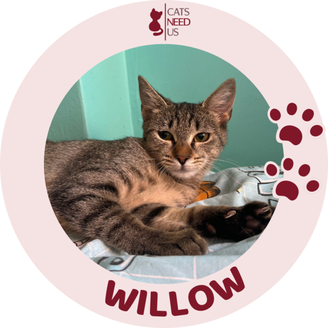 Willow
