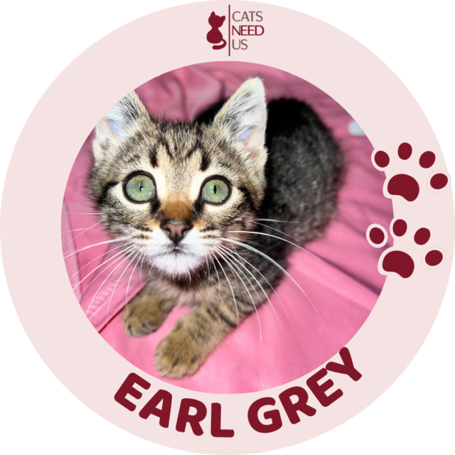 EARL GREY