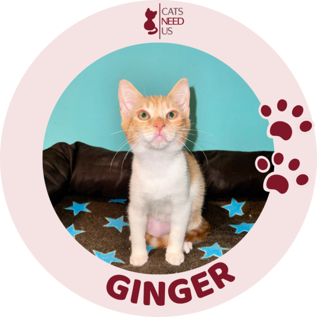 GINGER