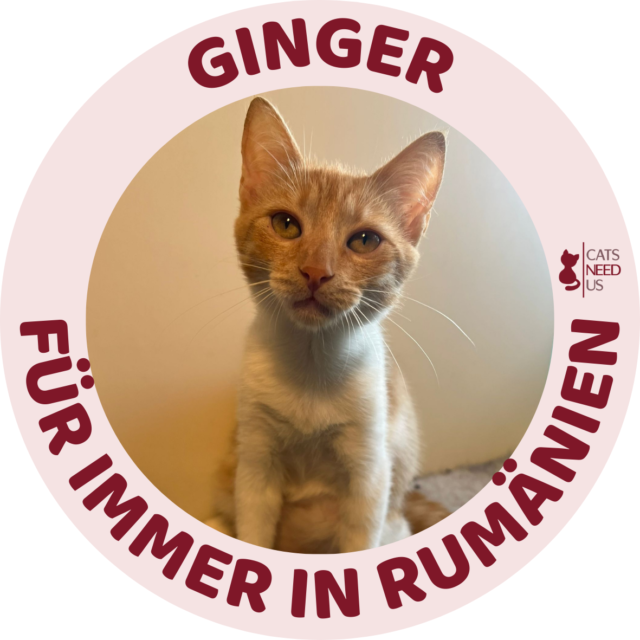 Ginger