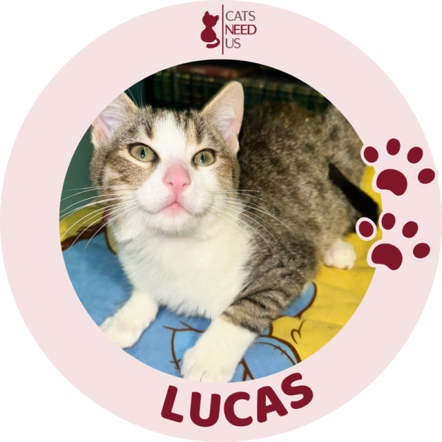 LUCAS