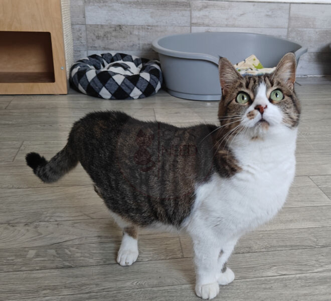 scaledNala2